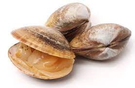 vongole